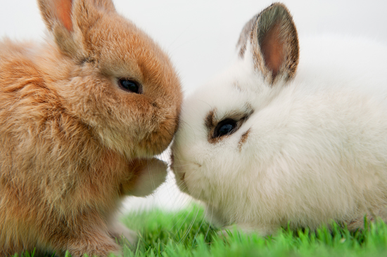 Rabbits hop into the dating scene | Palmdale Veterinary Hospital