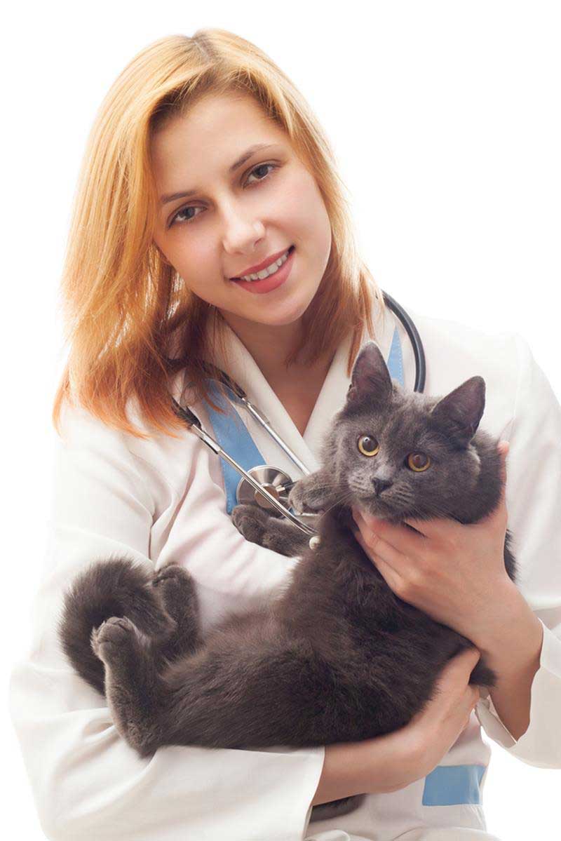How to Choose a Veterinarian Palmdale Veterinary Hospital