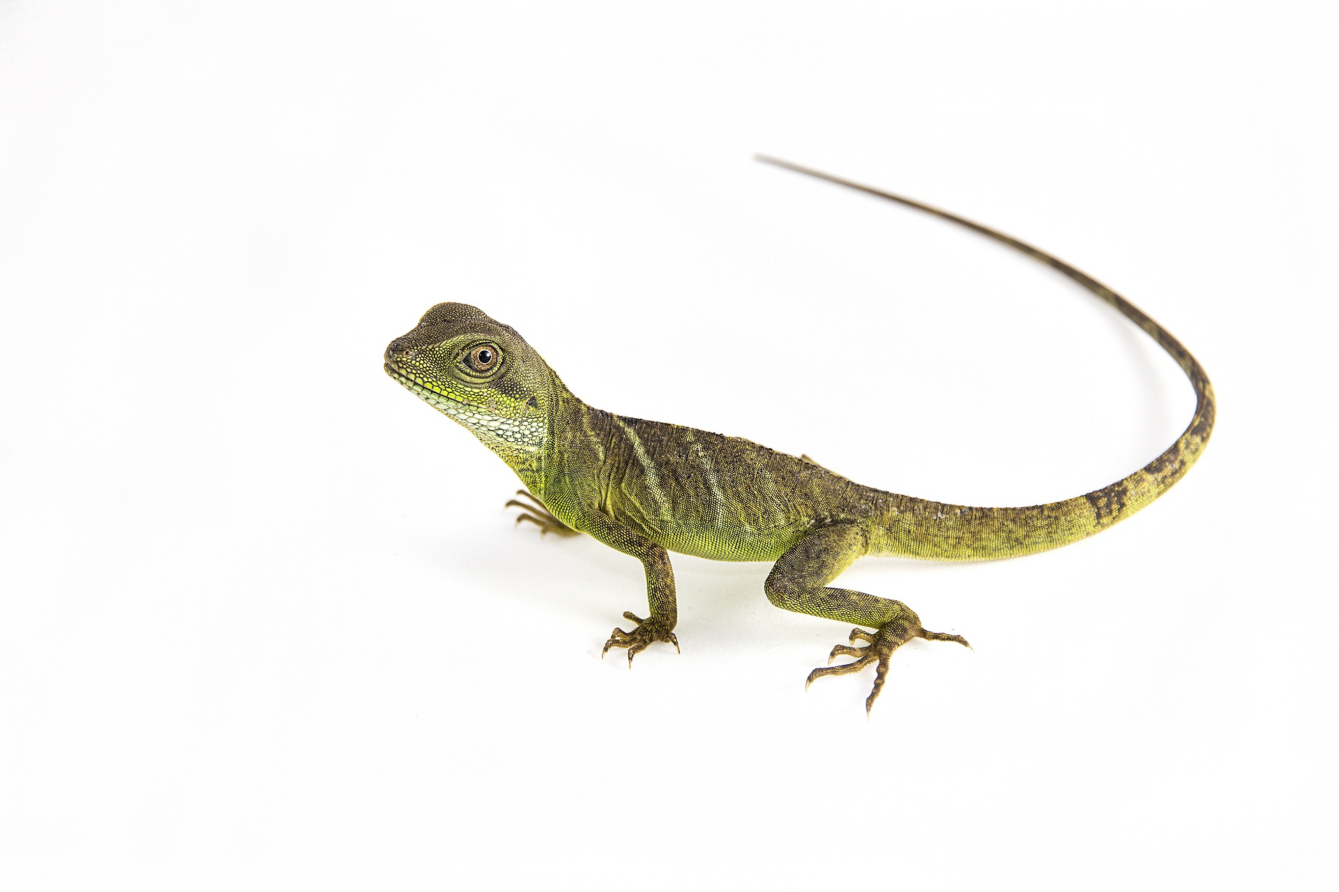 Protecting Your Pet Amphibians And Reptiles From The Heat Palmdale