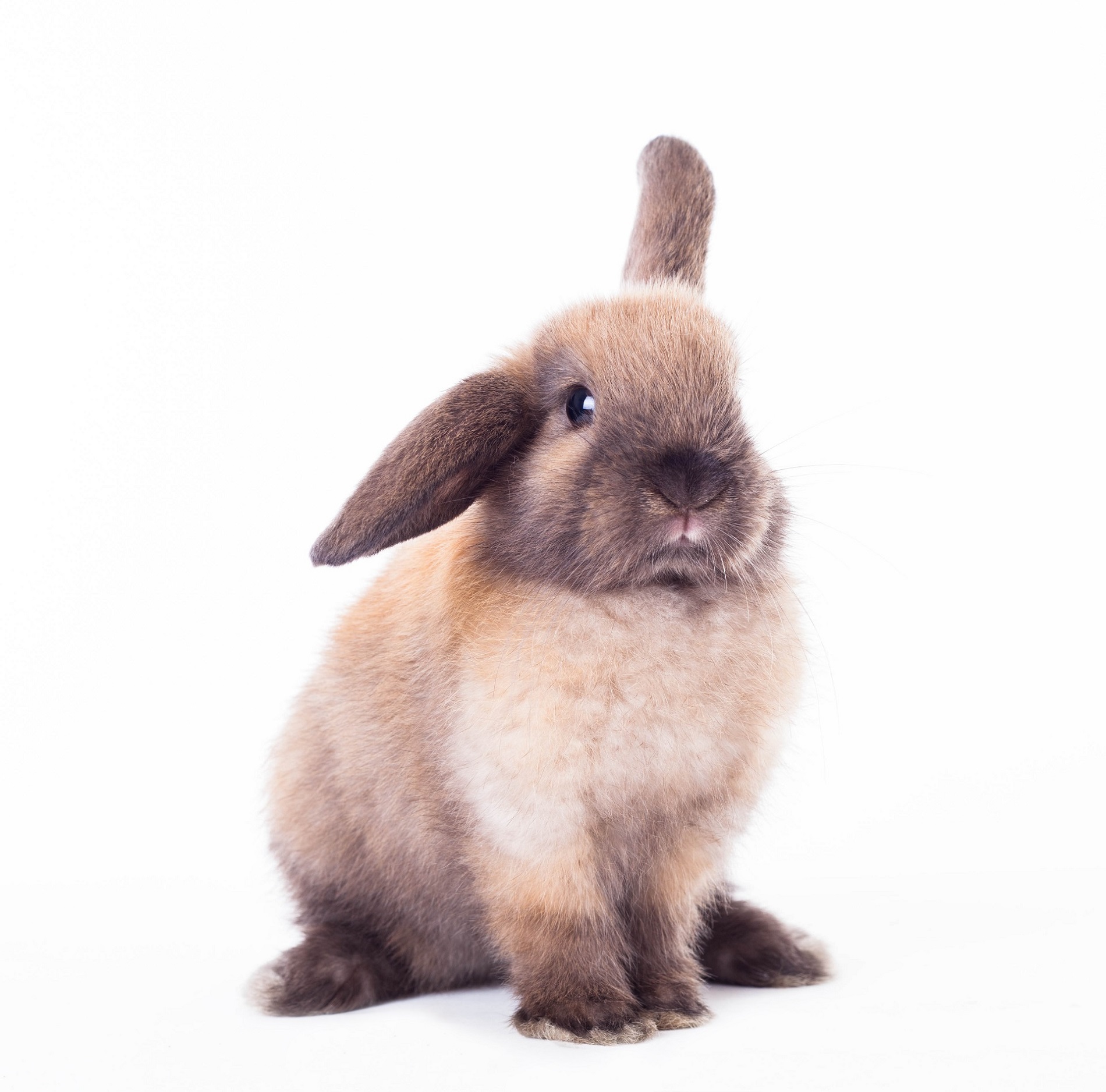 A Care Guide For New Rabbits: Housing & Exercise | Palmdale Veterinary ...