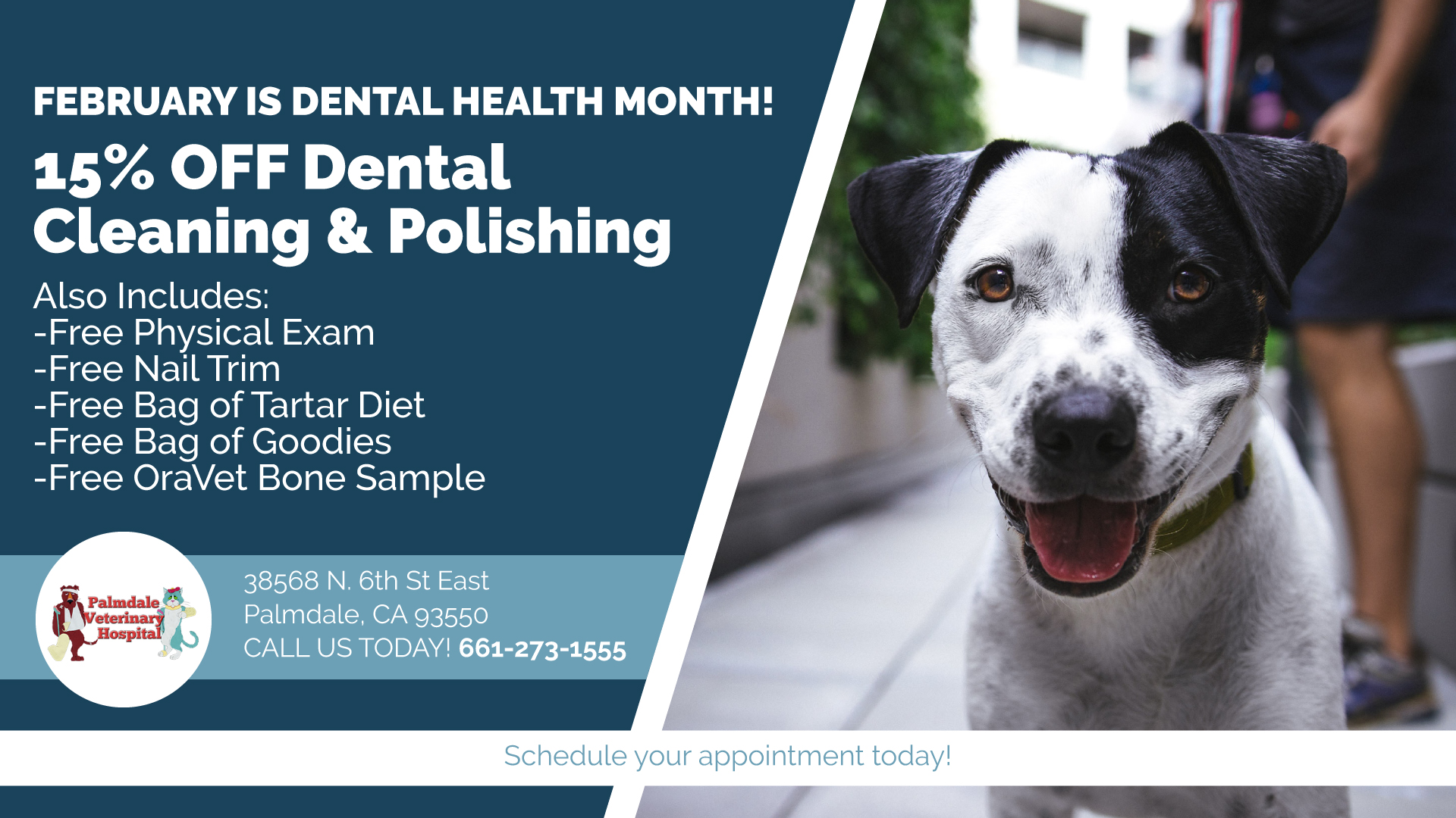 Special Offers Palmdale Veterinarian Palmdale Veterinary Hospital