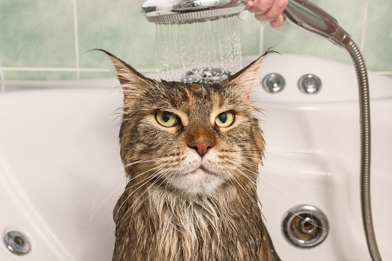Cat Bath Time Survival Guide | Palmdale Veterinary Hospital